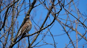 Fieldfare thrush bird in nature on a branch. Bird footage, nature video.