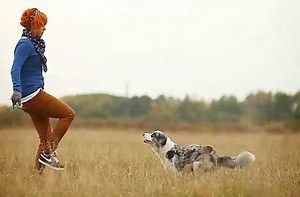 Border Collie Zoe does amazing dog tricks.