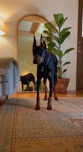 Doberman Lay Down Command 2026