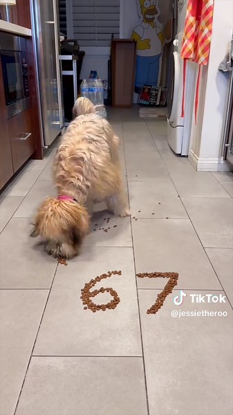 Feeding me is all fun and games to them 🐶 | feeding