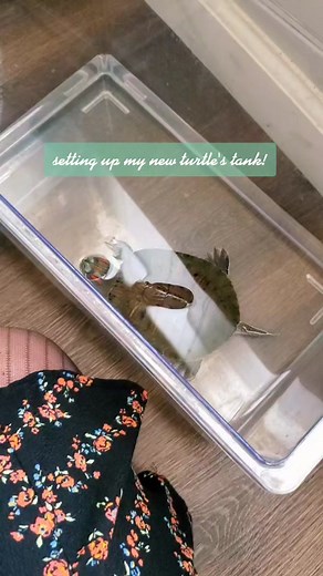 Moving Your Turtle to a New Tank Guide