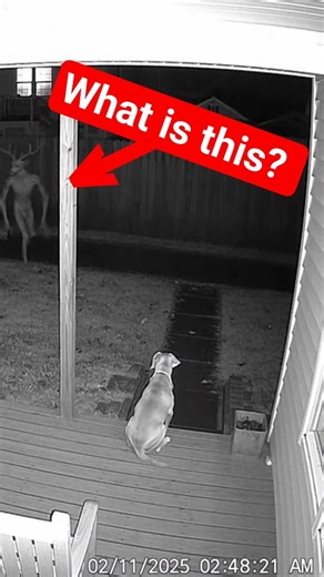 😱😱😱😱CCTV Captures Dog Attacked by a Strange Creature Late at Night