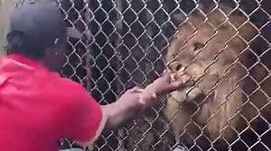 Horror moment zoo keeper has FINGER torn off by lion after sticking hand in cage