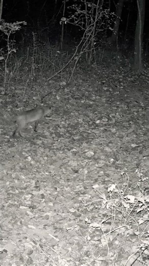 MIDNIGHT BOBCAT SIGHTING! 😱 | Rare Wildlife Moment Caught on Camera #shorts