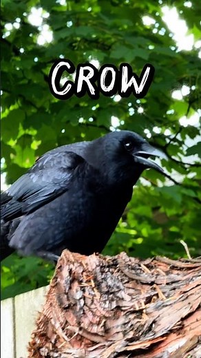 Crow Makes Strange Clicking Sound | What Does It Mean?