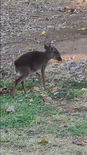 Tiny Little Duiker! World’s Smallest Antelope! 🦌✨