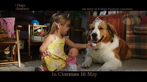 2.7M views · 3.4K shares | Now, Bailey has a new purpose  Witness his adventure in #ADogsJourneyMY, the sequel to ✨A DOG'S PURPOSE✨, showing in cinemas near you this 16 May. #UIPMalaysia | United International Pictures Malaysia | Facebook