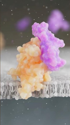 See the Human Body in Detail with VOKA’s 3D Microanatomy Visuals