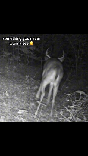 Understanding Deer Behavior During Hunting Season