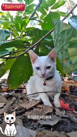 Purr-fectly Mysterious: Fun Facts About White Cats You Never Knew!😺 #shorts