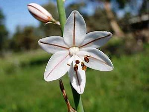 Wild Flowers Spain grow in abundance all over the area