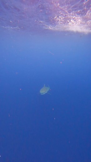 Sharks aren’t rolling their eyes at you👁👁 They roll their eyes back for protection, guarding them from harm while feeding or in close encounters. It’s a natural defense mechanism to ensure their visual senses remain safe 👓🦈 📍: @OneOceanDiving @Ocean Ramsey 📹: @GoPro #rollingeyes #sharksbeingcute #sharky #sharktok #underwater #eyeroll #defense #mechanism #protection #safety #guard #deep #housing #filmclips #trainedprofessional #donotattempt #sharkid_jill