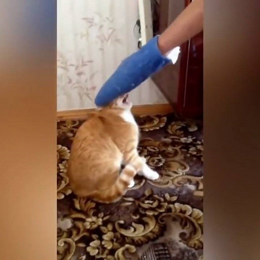 33M views · 364K reactions | Mittens the cat hates oven mitts. | Tony Baker | Facebook