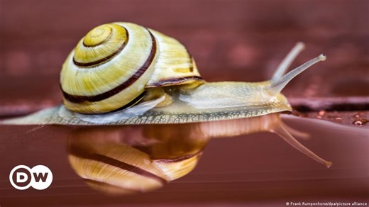 How to get rid of snails – DW – 08/11/2023