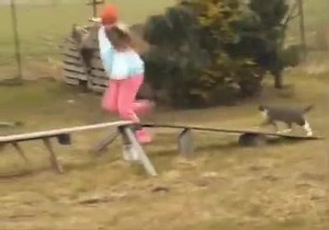 7K views · 179 reactions | How cool is this amazing girl and her cat. Anything's possible, with any animal, when you know how to train using positive reinforcement methods. Classes in Carrum for pups & older dogs. See website for all details. www.pawbehaviour.com.au | Paw Behaviour Dog Training | Facebook