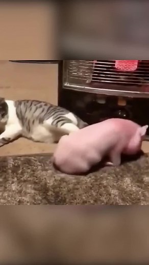 Roasted Suckling Pig#decompressedvideo #asmrsounds #immersive #delicious