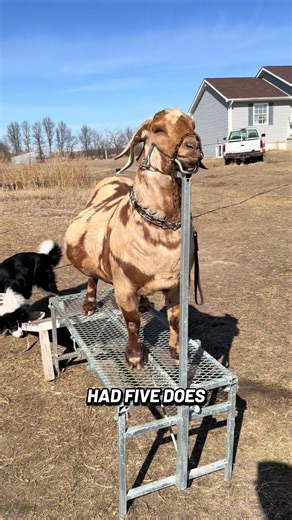 Raspberry due March 26th!!!! #babygoats #goats #goatsoftiktok #chivos #livestock