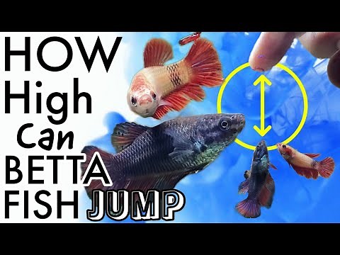 How to train your betta fish to follow your finger|Betta fish jumping