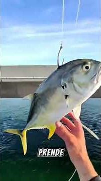 He launched a big fish over the bridge #fishing #fishingboat #fishingtrip #spearfishing