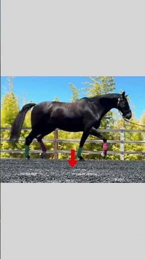 Rotational Movements of the Body During the Trot – Horses