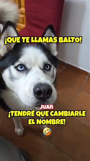 NO ❌️ JUAN!🤣 YOUR NAME IS BALTO 🤦‍♂️🐺 I'll have to change his name after all