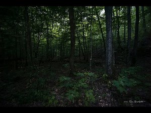 Synchronous Fireflies 4K
