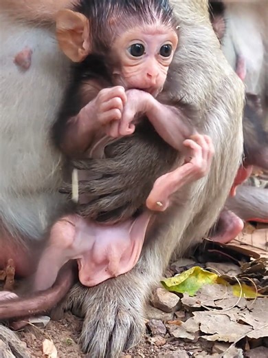 Adorable baby Seth 🐒🤩💋❤️#monkey #animals #usa🇺🇸 #dogfunny #wildlife