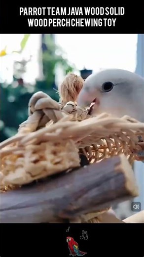 Parrot Teams Java Wood Solid Wood Perch Chewing Toy