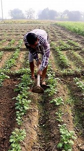 172K views · 1.1K reactions | Keep Potato Field Weed Free: Hi Friends, Please watch and enjoy this reel on weeding by spading in a potato field. Researches proved that 32% nutrient is uptaken by weeds. So, the field should be kept weed free. #potatocultivation #potato #potatoes #আলু #আলুচাষ #kisan #agriculture #farmer #agriculturetechnology #agro #krishi #agri #agricultura #earthingup #spading #weeding | 1 Min Agriculture | Facebook