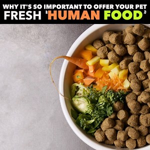 5.3M views · 68K shares | HERE’S WHY IT IS SO IMPORTANT TO ADD FRESH “HUMAN FOOD” TO YOUR PET’S DIET! Full TEDx talk here - https://www.youtube.com/watch?v=1sE96vd8W40 | Planet Paws | Facebook