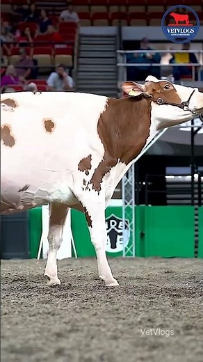 World Dairy Expo 2025 Red & White Holstein Show ‪@WorldDairyExpo‬