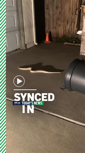 2.6K views · 21 reactions | In the news: • 2 women found dead in Walnut Creek home; suspect arrested • ‘Plant bandit' targets Emeryville neighborhood • Python snake loose in South Bay neighborhood ➤ Find more of today’s news at nbcbayarea.com #syncedin | NBC Bay Area | Facebook