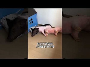 Funnist Animals | 有趣的动物 | 有趣的动物 2022 | 老四是只宠物猪，老四的日常合集#10