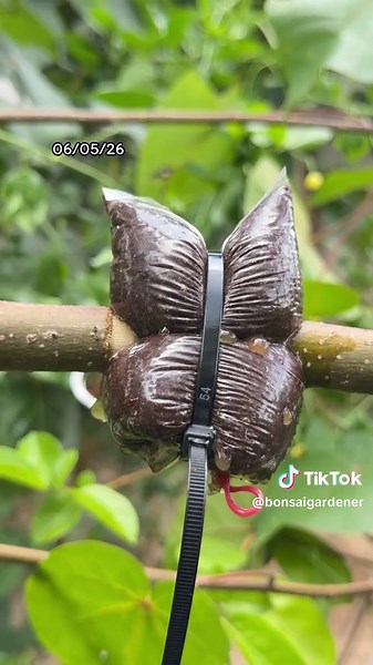 Air layering with cocopeat techniques “ปอทะเล“ #bonsai #airlayering #gardening #bonsai #results