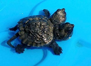Rare two-headed turtle discovered on South Carolina beach