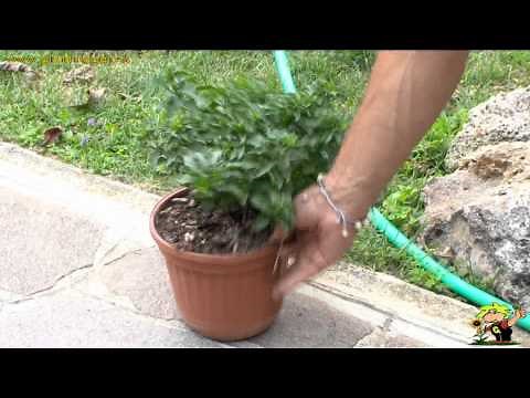 coltivare il solanum