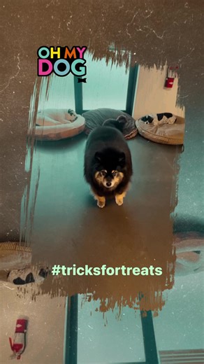 Ciera says, I love my Cheddar Dogs #cheesebites but three tricks is one trick too many IMO...  #sassysenior #tricksfortreats #yycdogs #healthydogtreats #locallymade #supportingsmallbusiness | Just Fur Kids Dog Daycare | Facebook