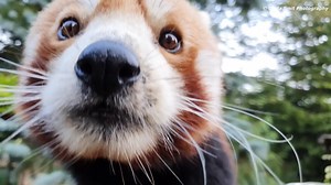 135K views · 172 reactions | Feeding time for these adorable red pandas | Linda Smit Wildlife Impressions | Facebook