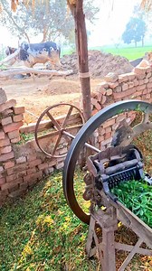 Sustainable Agriculture How Bulls Are Replacing Fuel in Chaff Cutting #punjablook #rurallife #oxenpower #desikheti #FarmingTradition #punjabculture #traditionalfarming | Zinda Dil Punjab