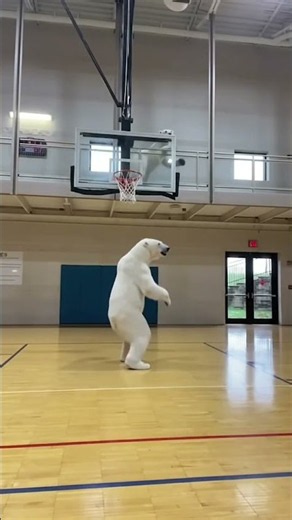 Polar bears say don’t use AI #noai #ai #polarbears #polarbear