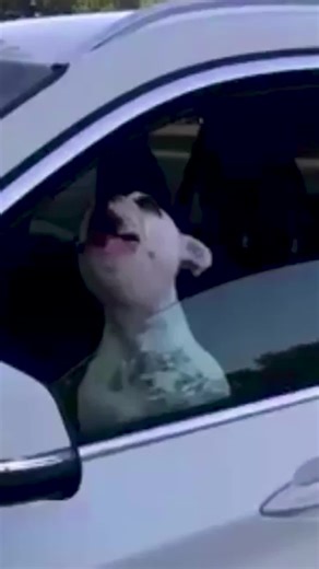 Walter Geoffrey the Singing French Bulldog