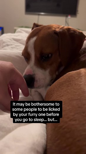 Why Does Your Dog Lick You Before They Fall Asleep? 🐶👅