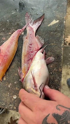 Cleaning a catfish #fishing #outdoors #cooking