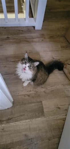 Singing songs to me this morning #catsoftiktok #cats #catlover #catlady #foryourpage #fyp #cattok