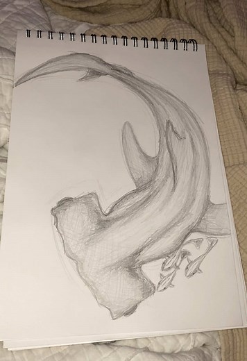 Hammerhead Shark Sketch Art Process