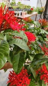 6.6K views · 122 reactions | I use some potash fertilizer when budding starts 殺 | Poonam Shah | Facebook