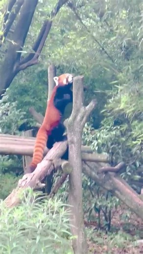 Red Panda Cuteness Overload 🐾✨#RedPanda #Wildlife #Conservation