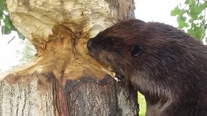 11K views · 193 reactions | Amazing Video of a Beaver Chewing a Large Tree Trunk | Ellen Roman | Facebook