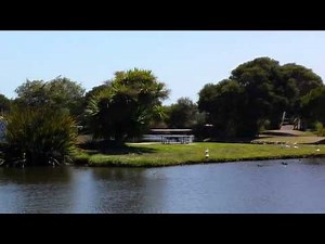 How to scare seagulls