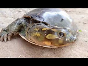 CUTEST Turtle Moments Ever Caught on Camera #turtle